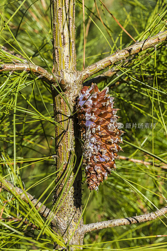 Knobcone Pine, Pinus attenuata，(也称为Pinus tuberculata)是一种生长在温和气候和贫瘠土壤上的树。它从南俄勒冈州的山脉到下加利福尼亚，最集中在北加州和俄勒冈州